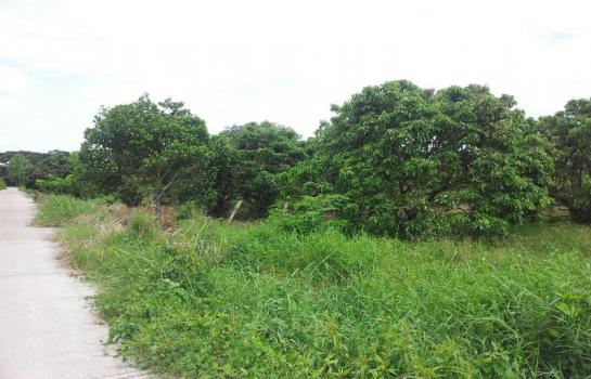 Land for Sale in Hang Dong